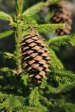 Picea abies