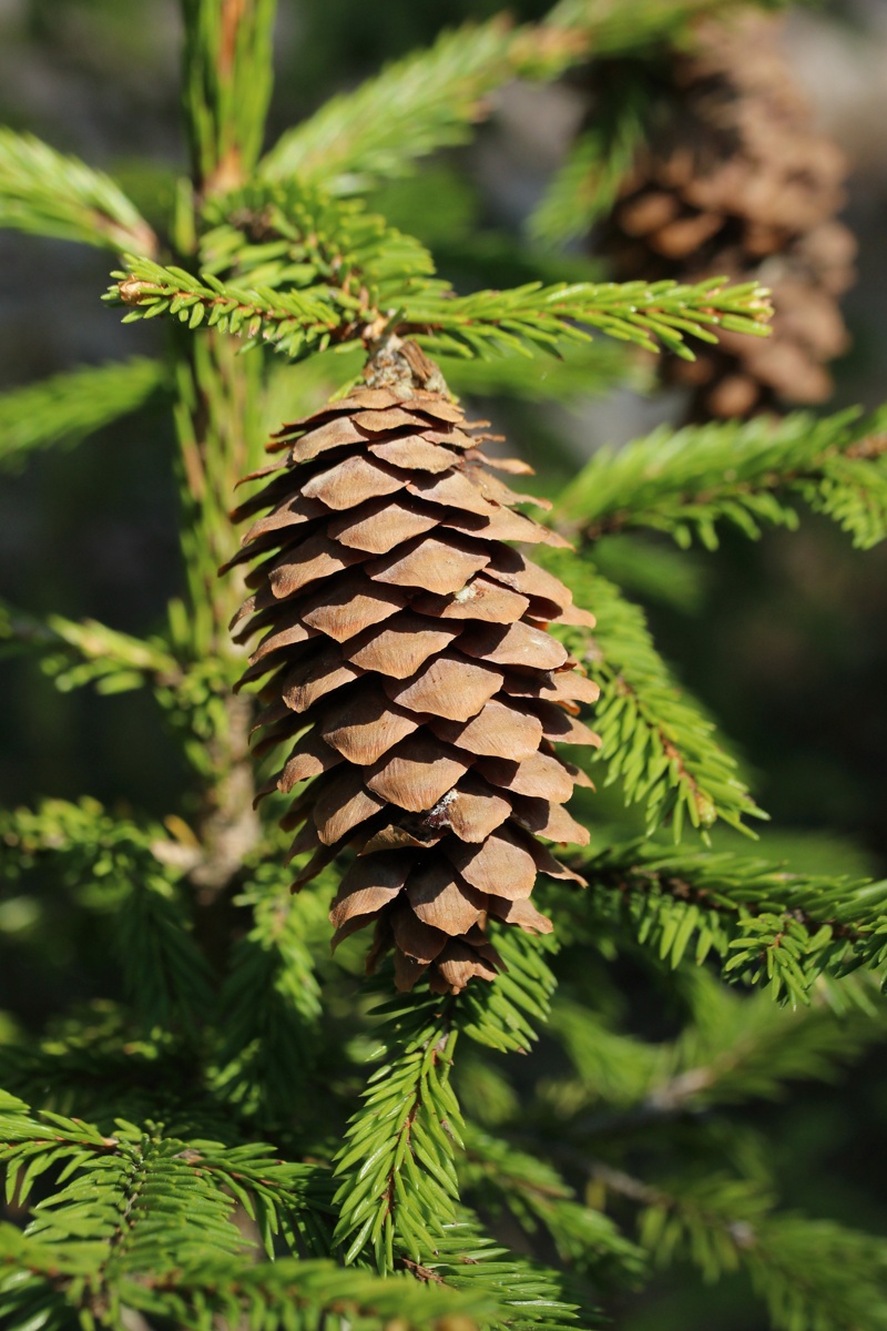 Image of Picea &times; fennica specimen.