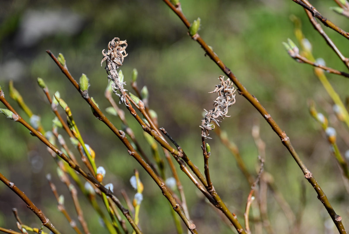 Image of genus Salix specimen.