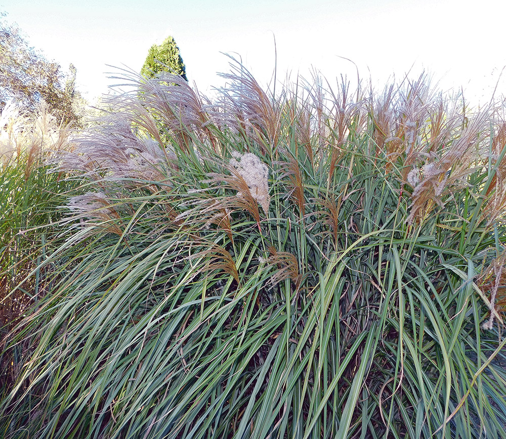 Image of Miscanthus sinensis specimen.