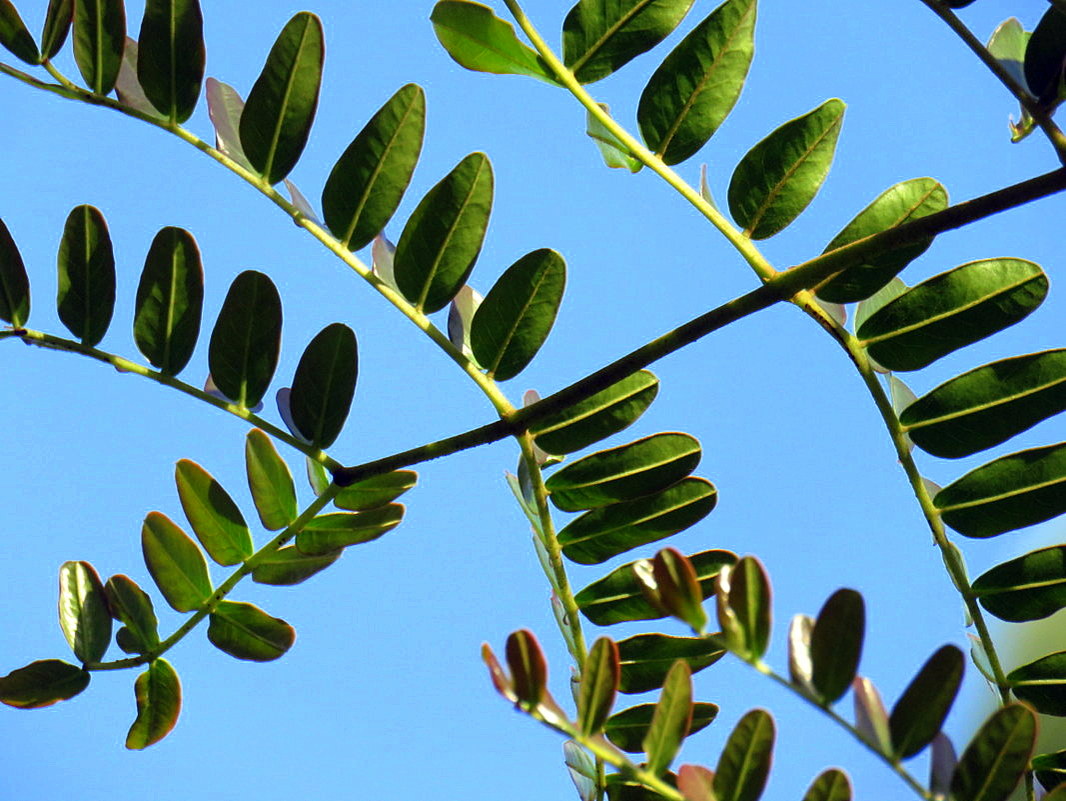 Изображение особи Caesalpinia spinosa.