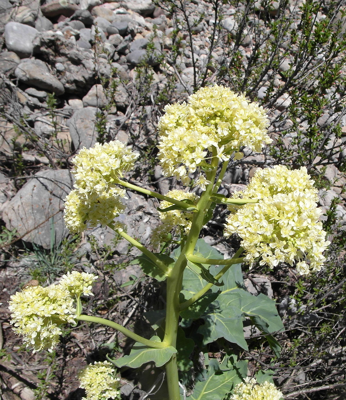 Image of Megacarpaea orbiculata specimen.