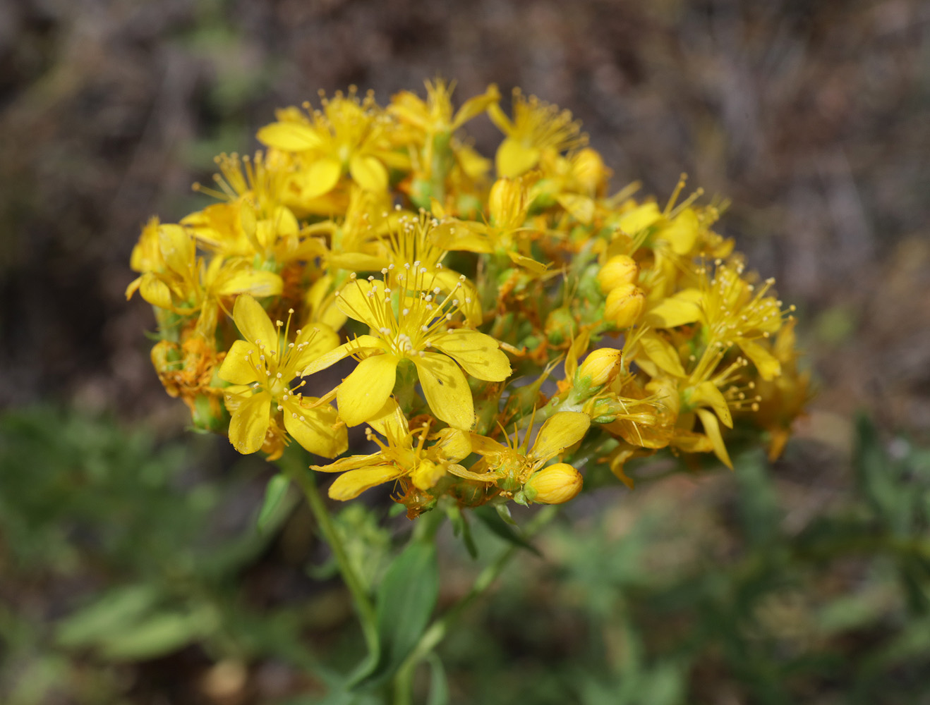 Изображение особи Hypericum scabrum.