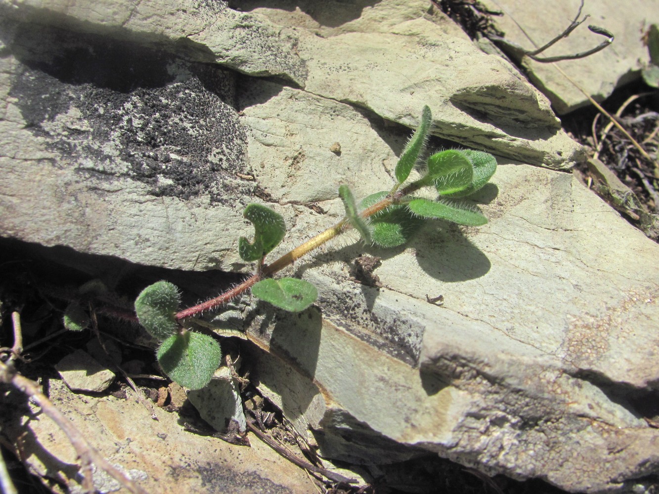 Image of genus Thymus specimen.