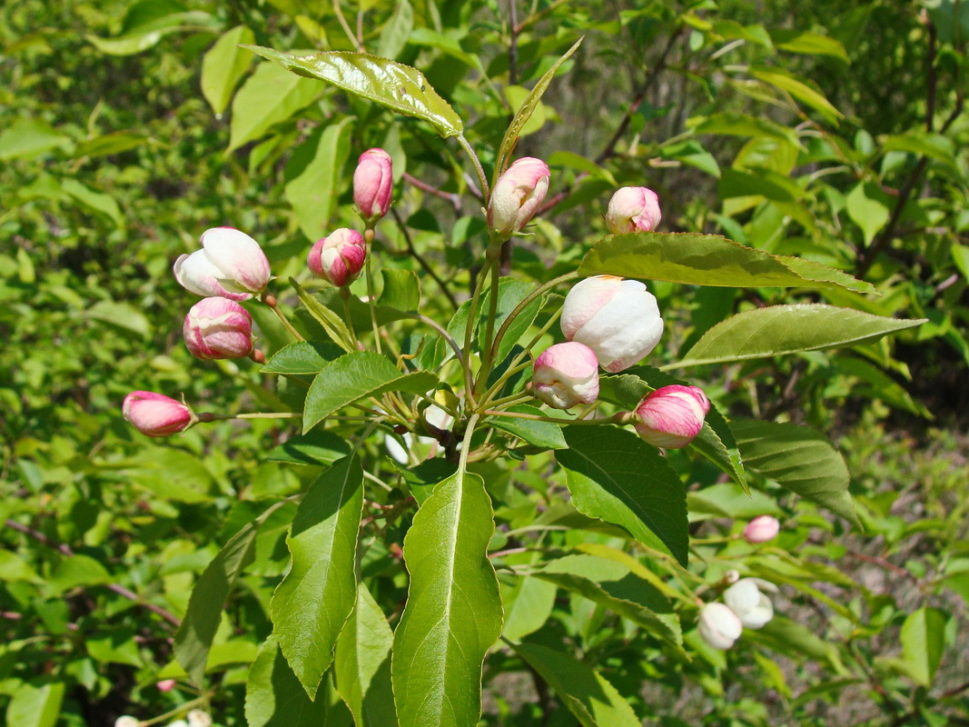 Image of Malus baccata specimen.