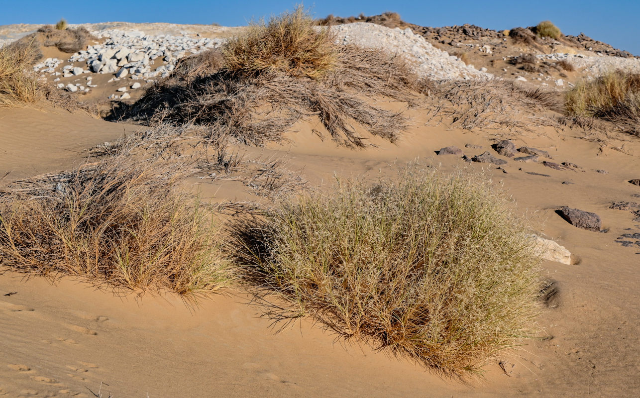 Image of familia Poaceae specimen.