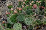 genus Opuntia. Верхушки побегов с завязавшимися плодами. Грузия, г. Тбилиси, каменистый сухой склон. 10.06.2023.