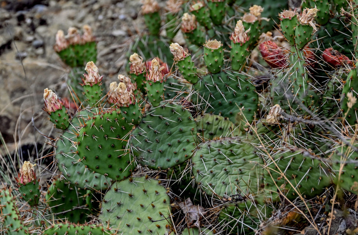 Изображение особи род Opuntia.