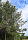 Pinus sylvestris. Взрослые деревья. Вологодская обл., Кирилловский р-н, побережье оз. Ильинское, опушка смешанного леса. 12.07.2024.