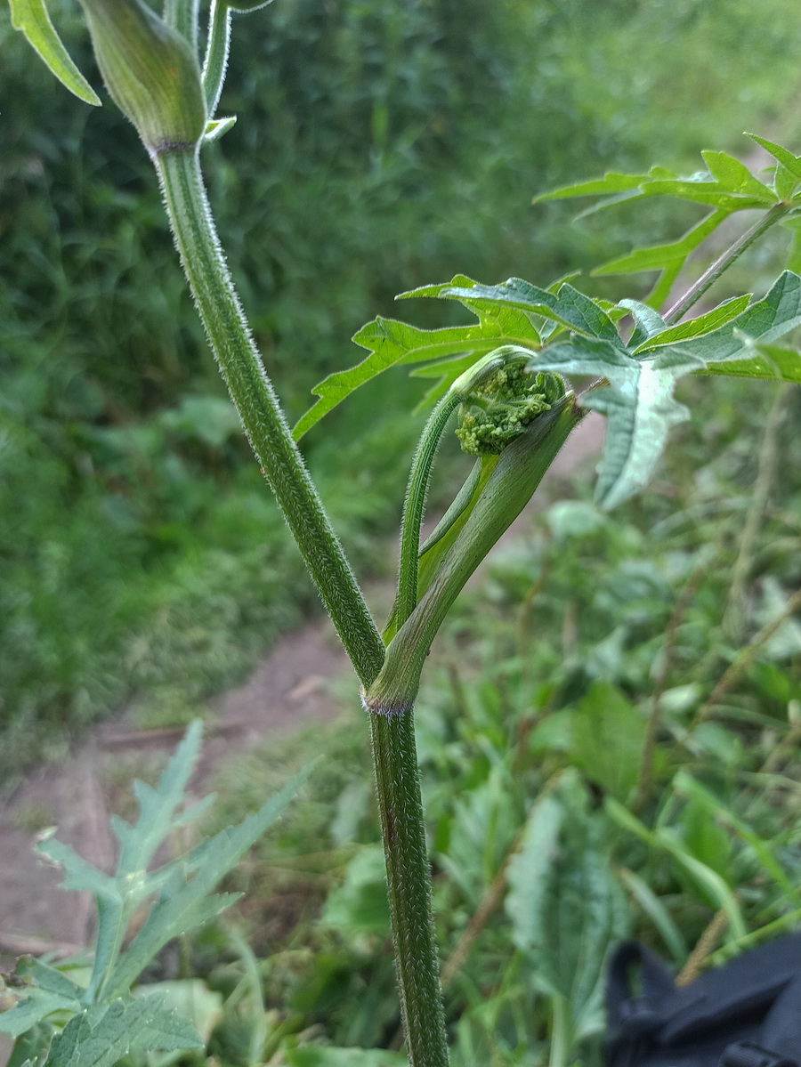 Image of Heracleum sibiricum specimen.