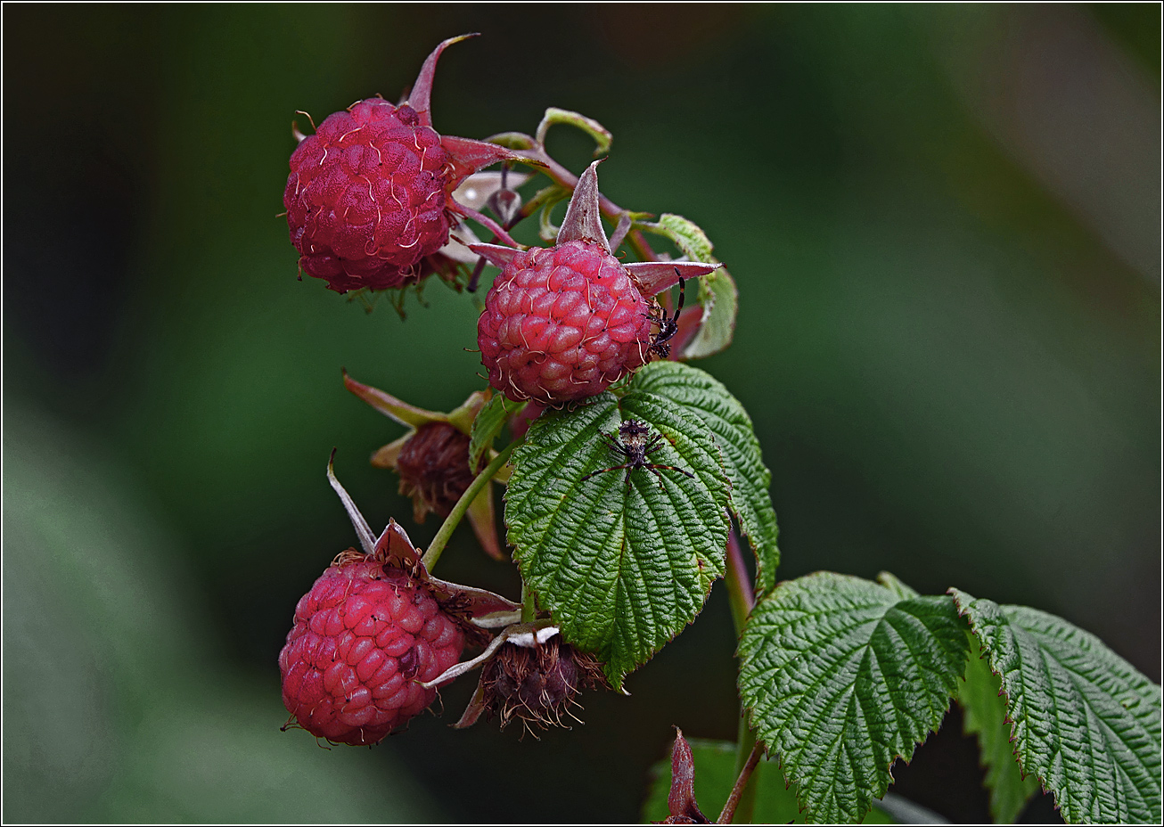 Изображение особи Rubus idaeus.