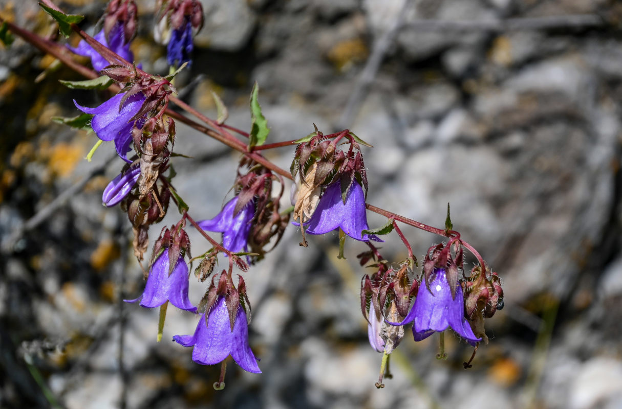 Image of Campanula kemulariae specimen.