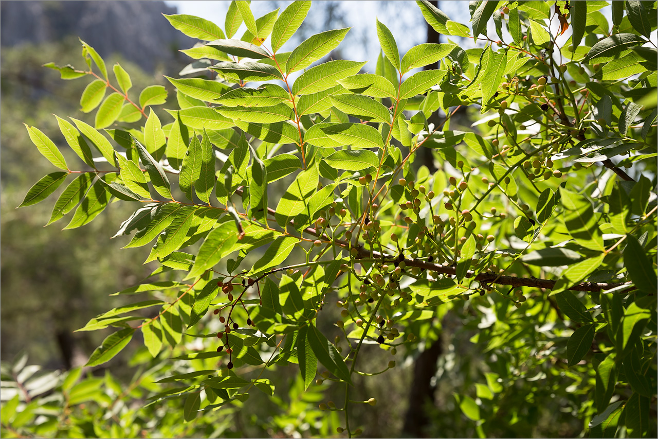 Изображение особи род Pistacia.