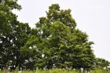 genus Tilia. Цветущее дерево. Приморский край, Шкотовский р-н, пос. Подъяпольск, остатки леса на склоне оврага. 13.07.2024.