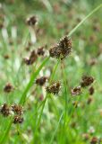 Carex pyrophila. Верхушки генеративных побегов. Камчатский край, Елизовский р-н, влажный луг на берегу оз. Тахколоч. 04.08.2024.