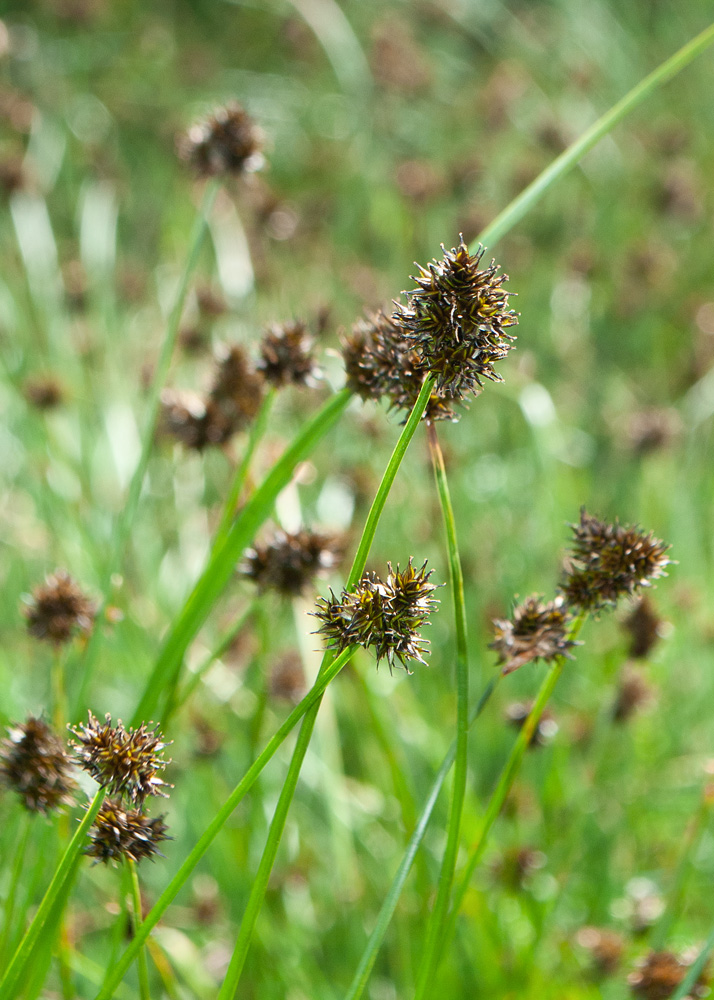 Изображение особи Carex pyrophila.