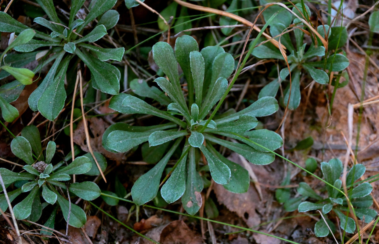 Image of Antennaria dioica specimen.