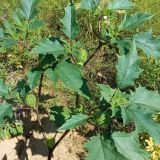 Datura variety tatula