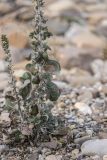 Verbascum gnaphalodes