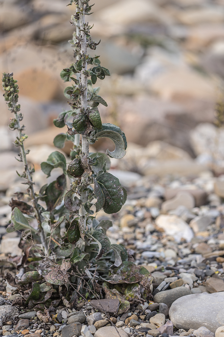 Изображение особи Verbascum gnaphalodes.