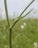 род Peucedanum. Средняя часть стебля с листом и основанием бокового побега. Карачаево-Черкесия, Зеленчукский р-н, окр. станицы Исправная, СЗ склон горы Джисса, ≈ 1000 м н.у.м., горный луг. 15.06.2024.