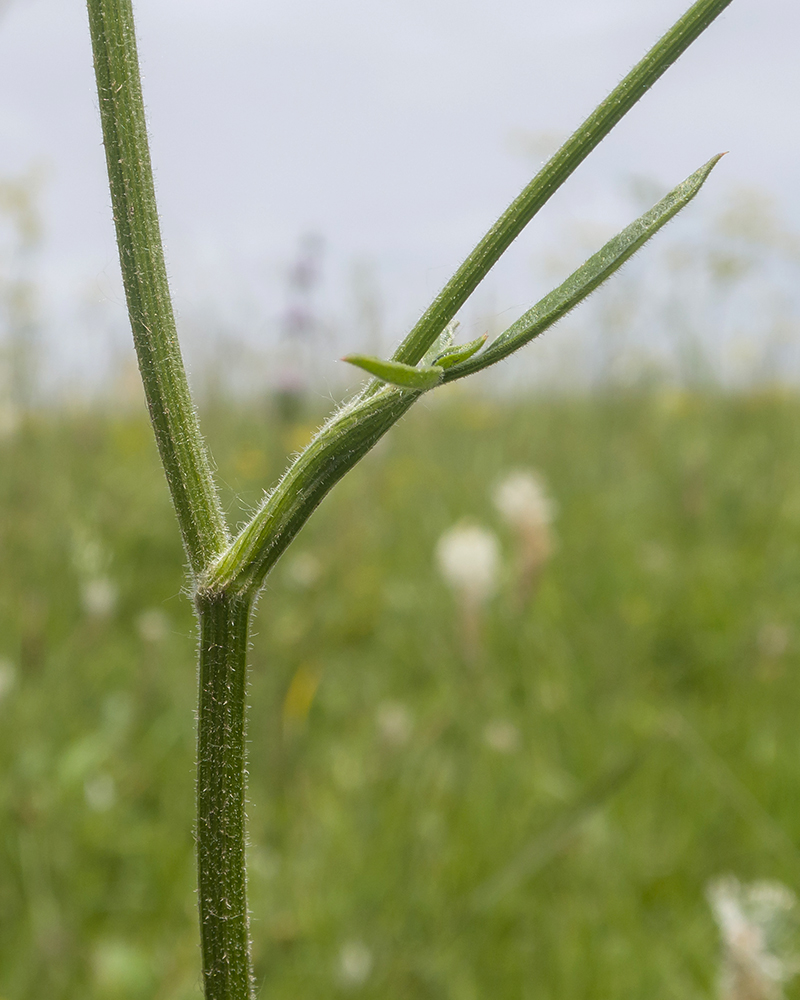 Изображение особи род Peucedanum.