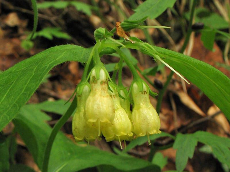 Image of Symphytum popovii specimen.