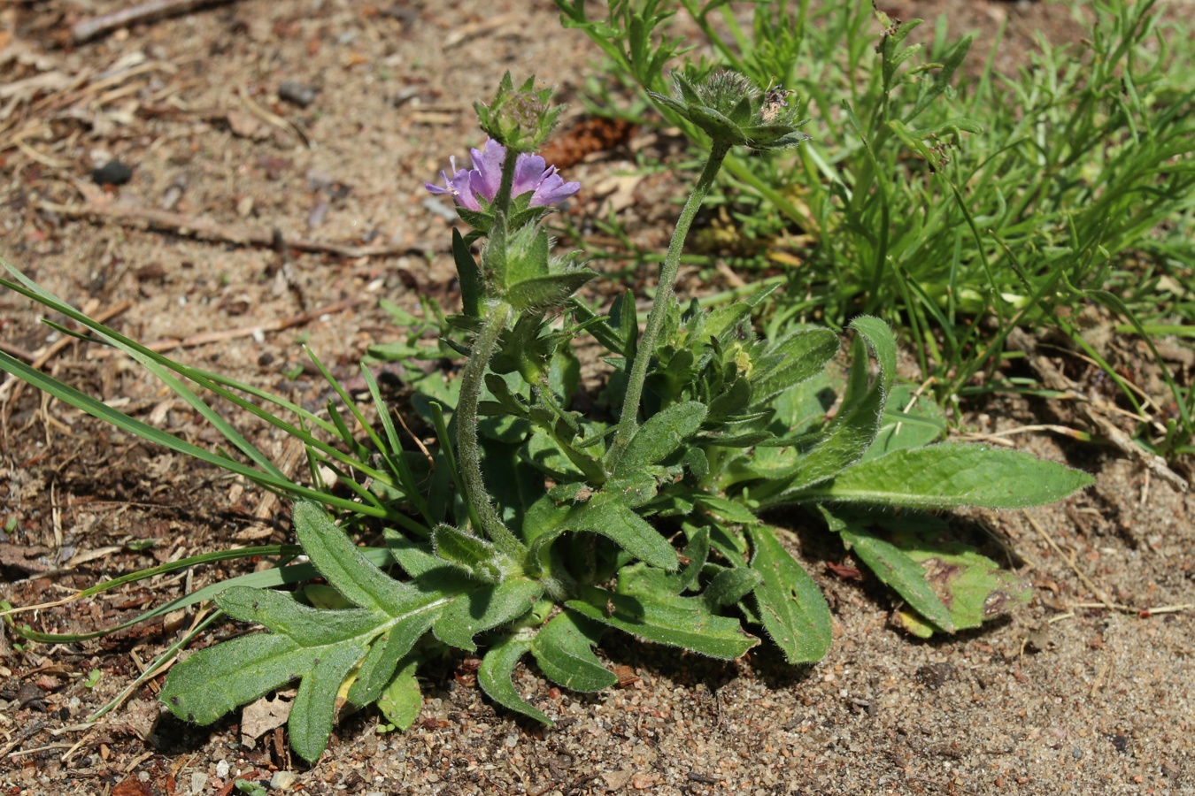 Image of Knautia arvensis specimen.