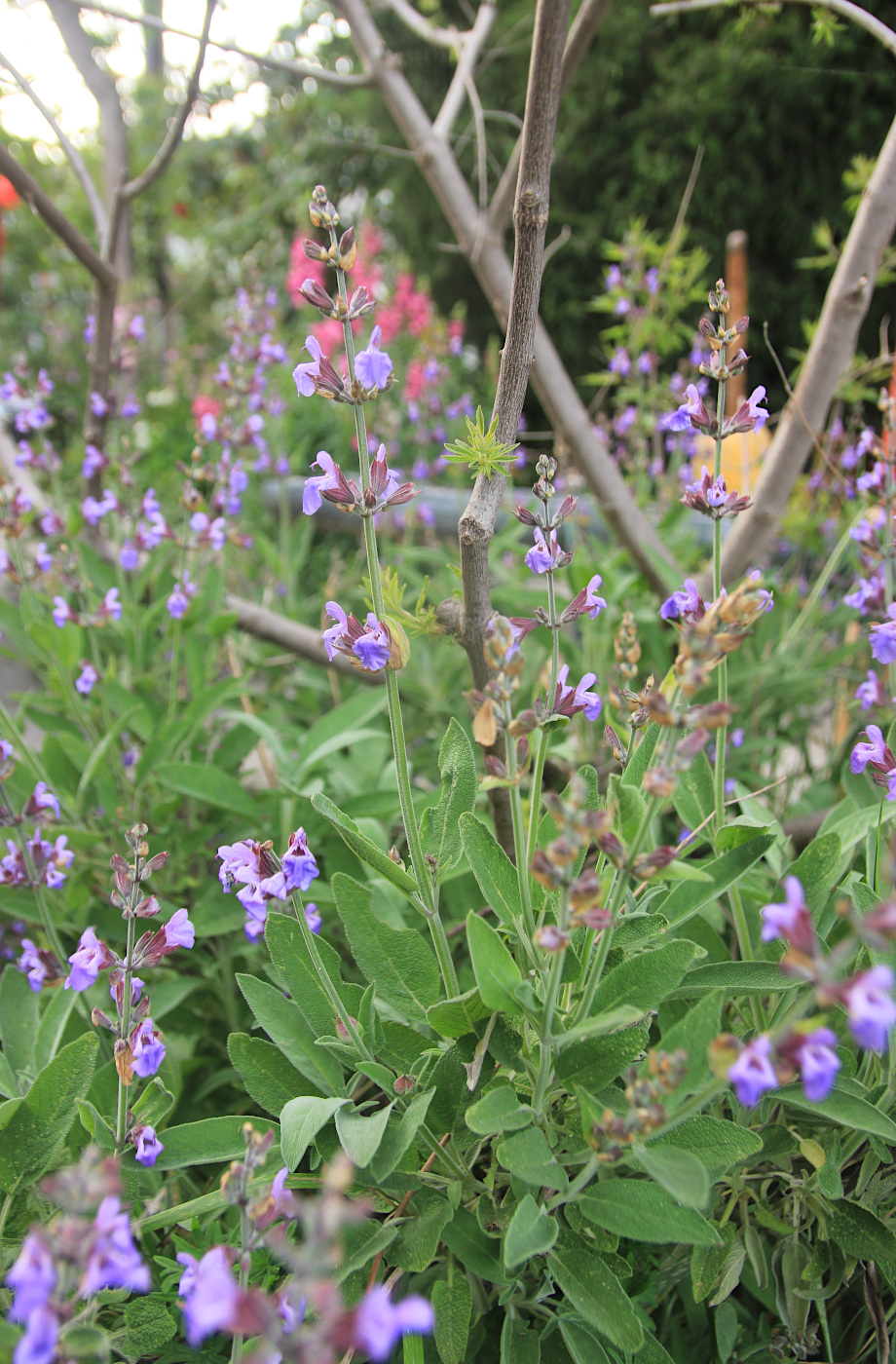 Image of Salvia officinalis specimen.