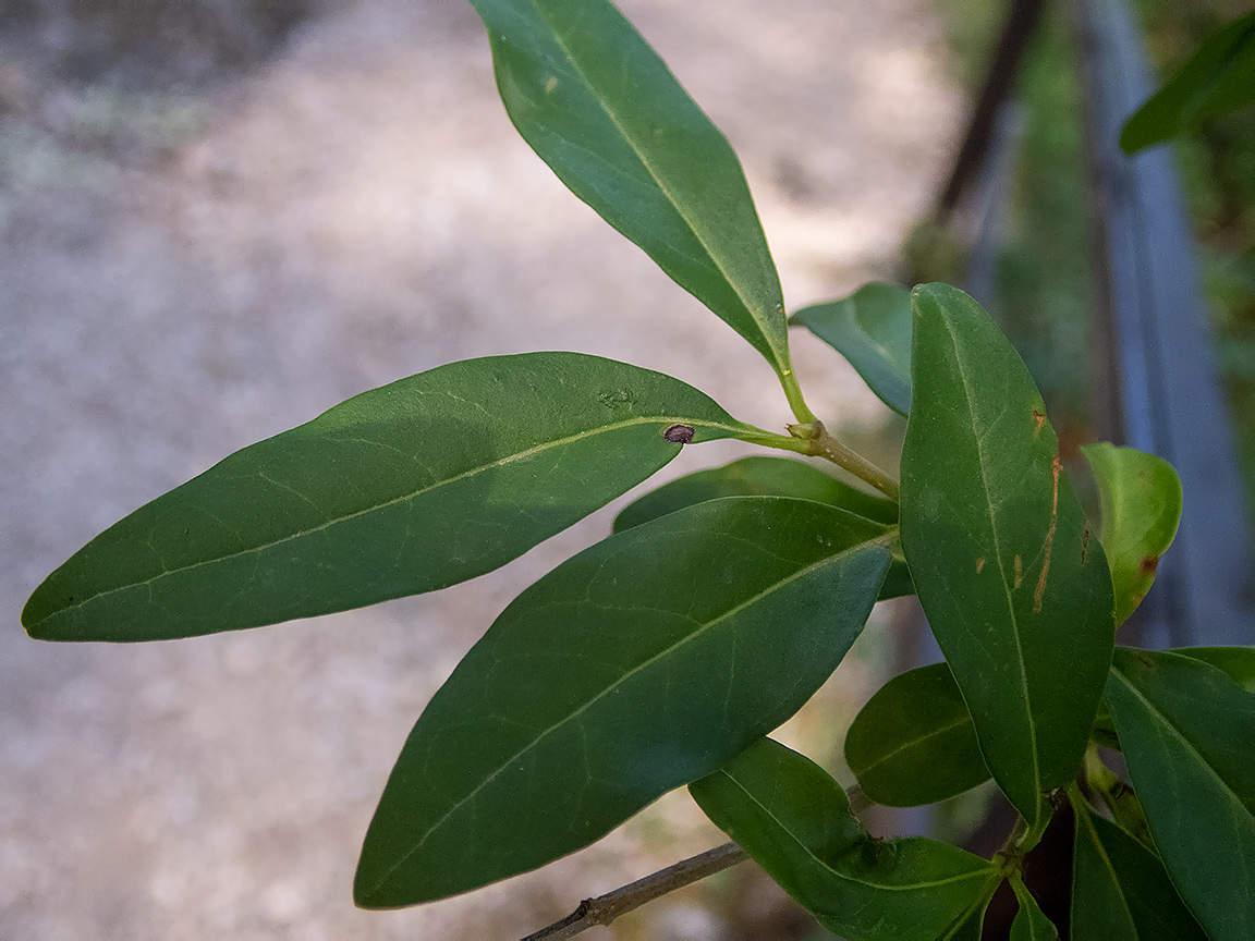 Image of Ligustrum vulgare specimen.