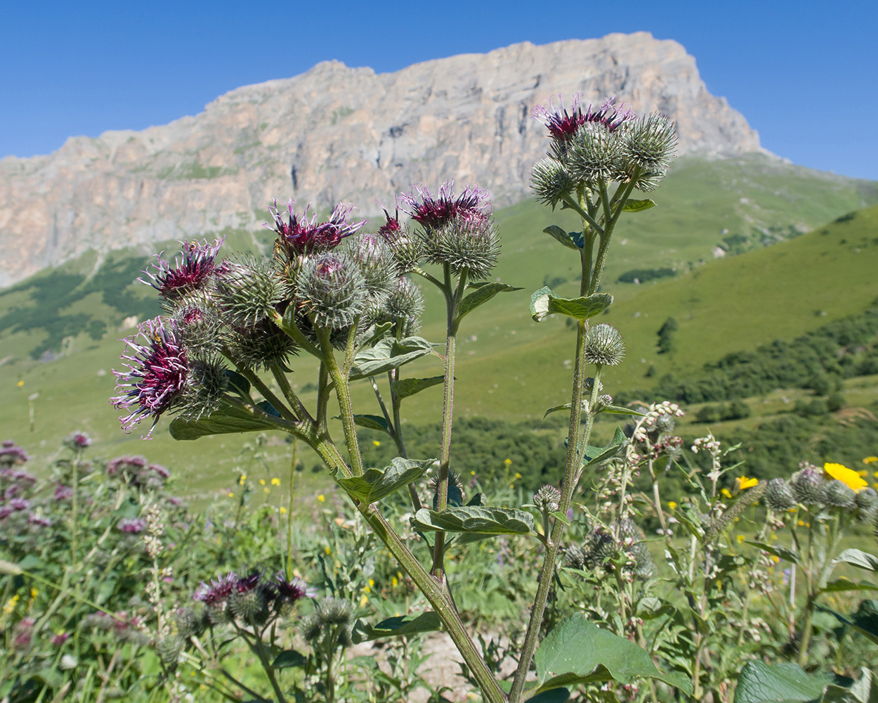 Изображение особи Arctium tomentosum.