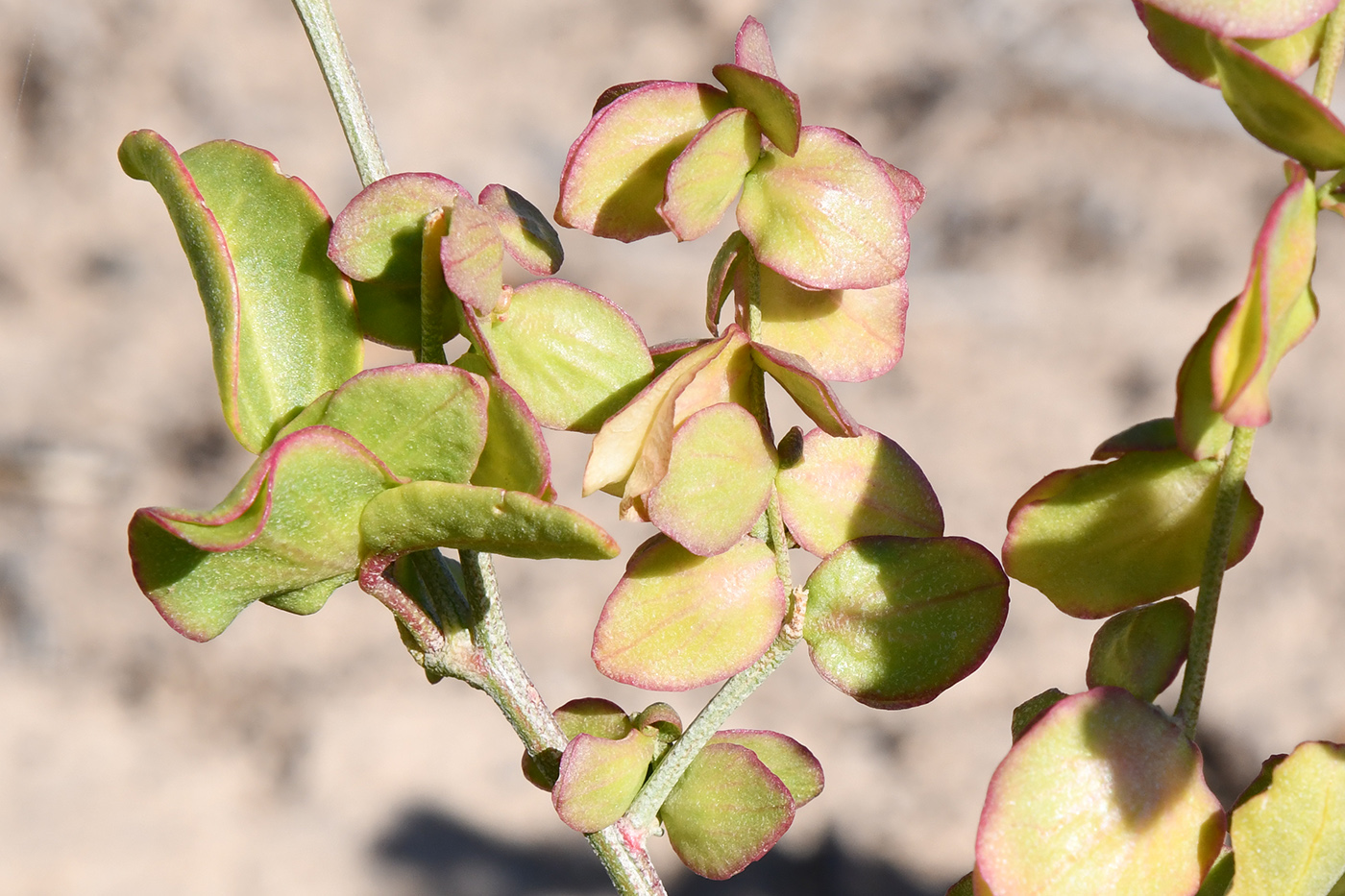 Image of Atriplex aucheri specimen.