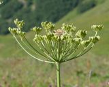 Heracleum sibiricum