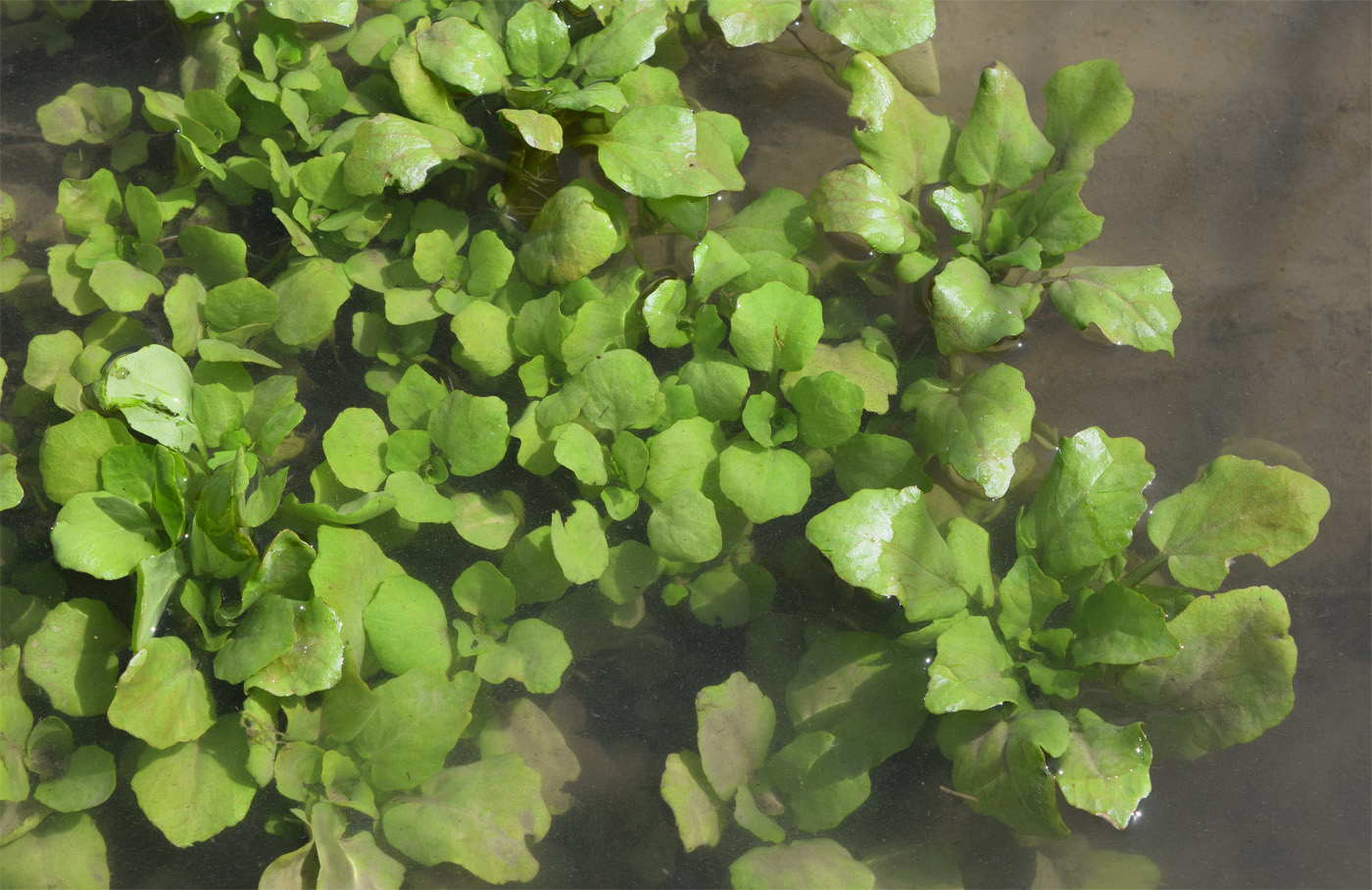 Image of Unknown species specimen.