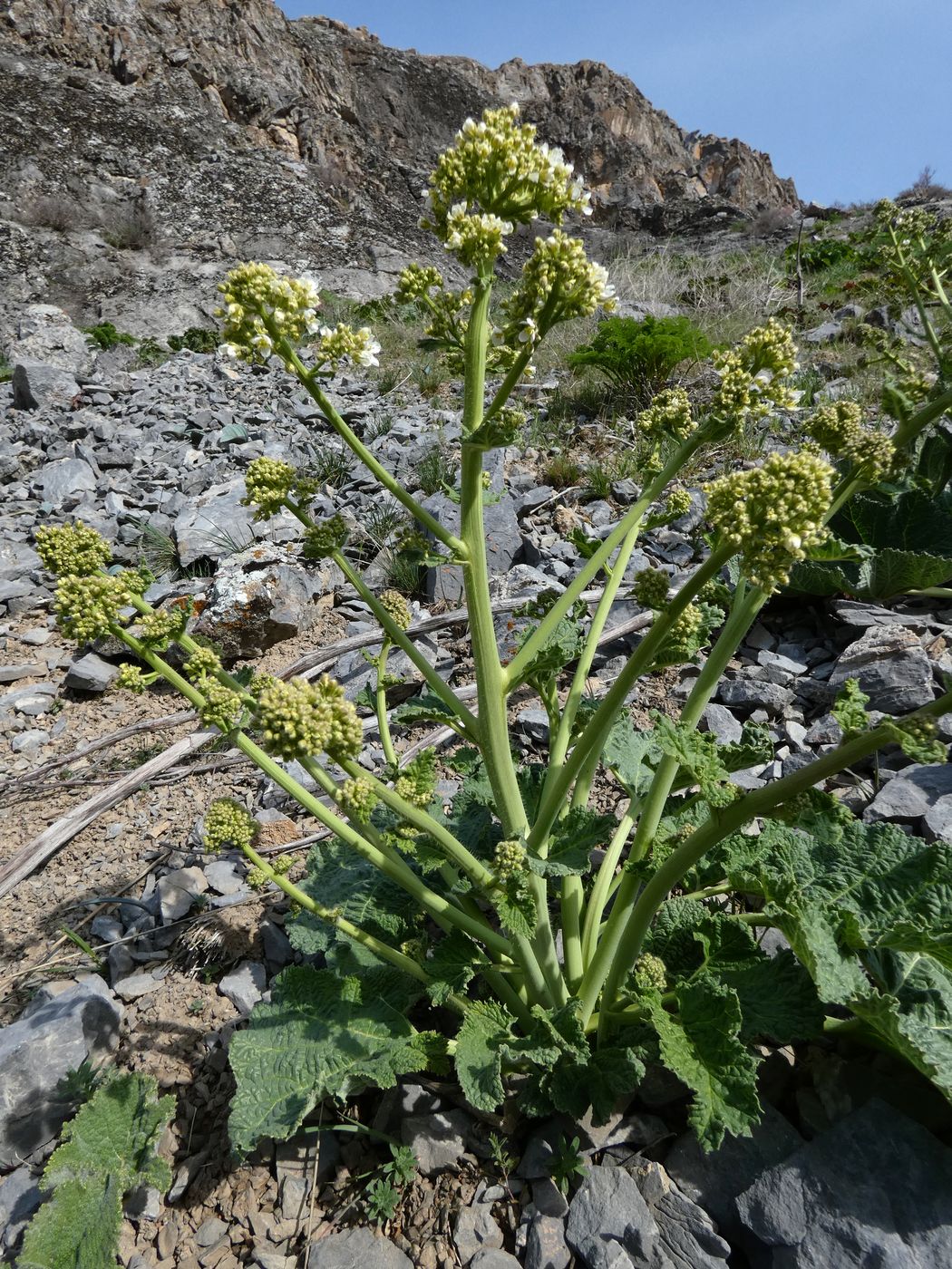 Image of Crambe kotschyana specimen.