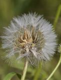 Смотреть изображение Urospermum picroides