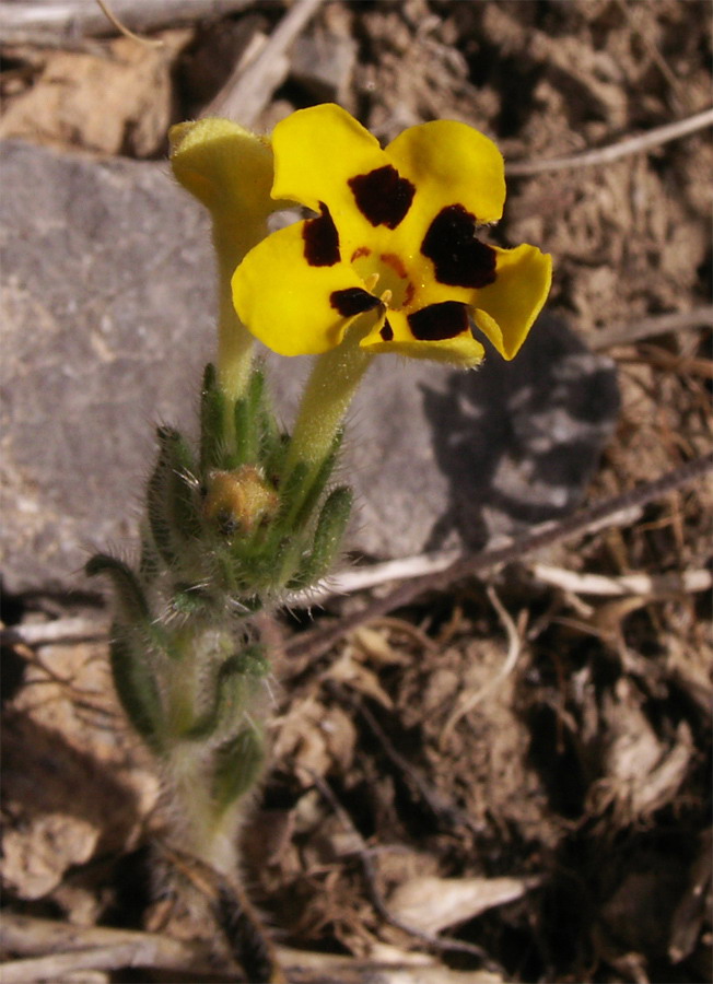 Изображение особи Arnebia coerulea.