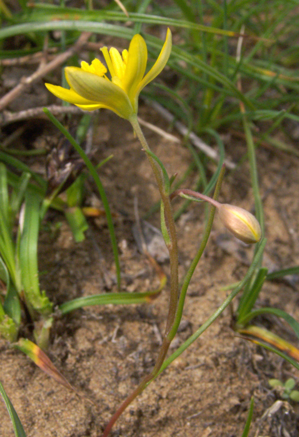 Image of Gagea stipitata specimen.