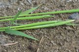 View full-size image genus Phleum