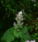 View full-size image Salvia sclarea