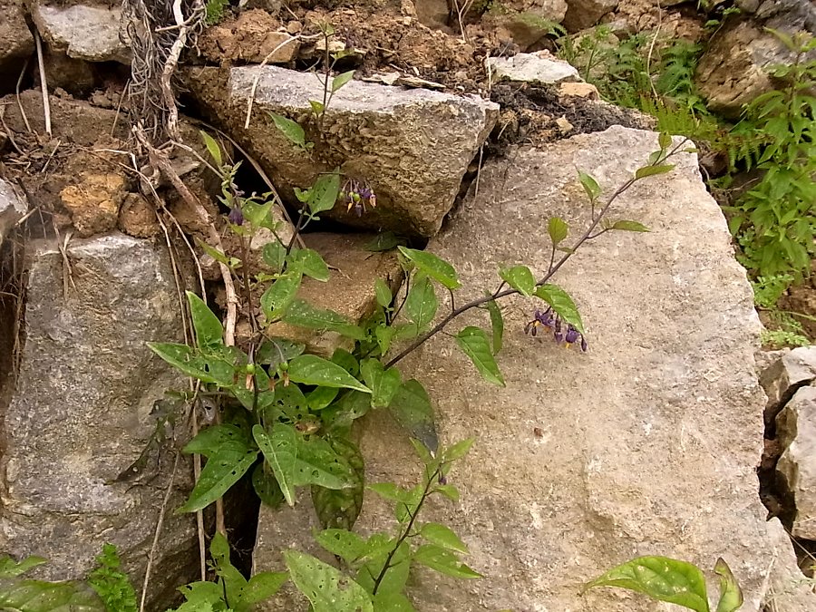 Изображение особи Solanum dulcamara.