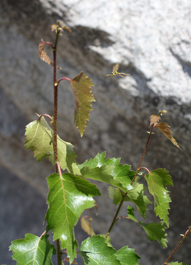 Image of Betula tianschanica specimen.