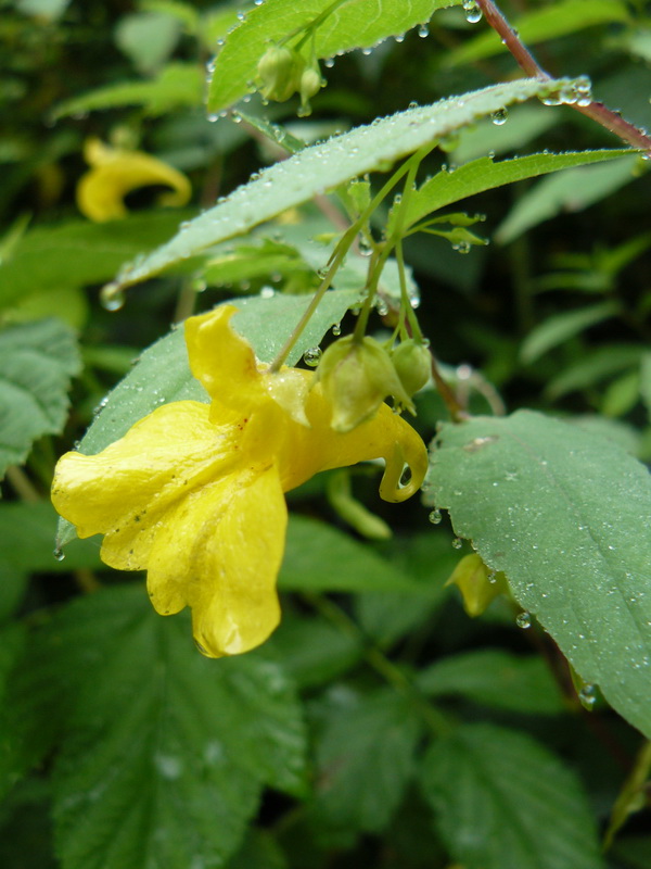 Image of Impatiens noli-tangere specimen.