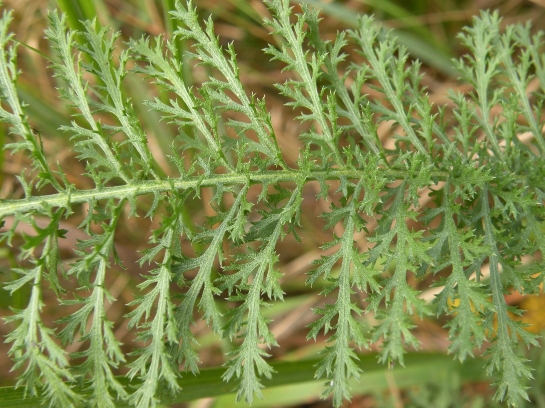 Image of Achillea millefolium specimen.