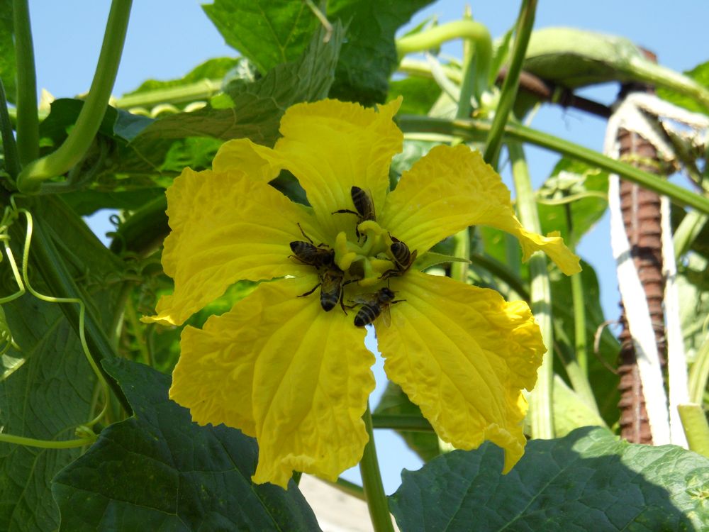 Image of Luffa aegyptiaca specimen.