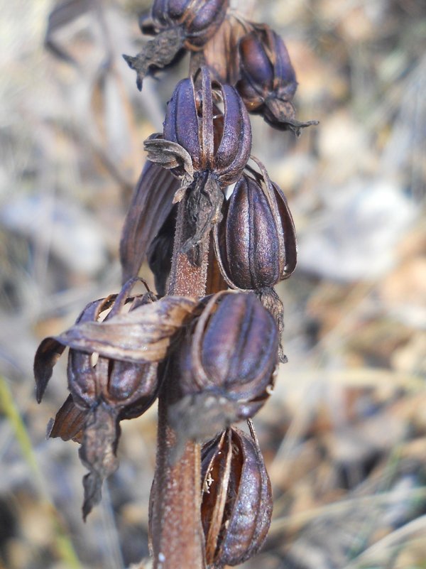 Image of Epipactis helleborine specimen.