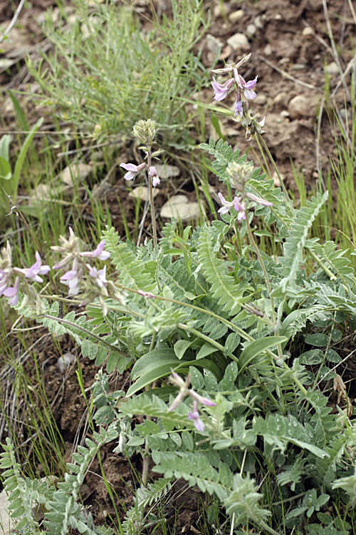 Изображение особи Oxytropis baldshuanica.