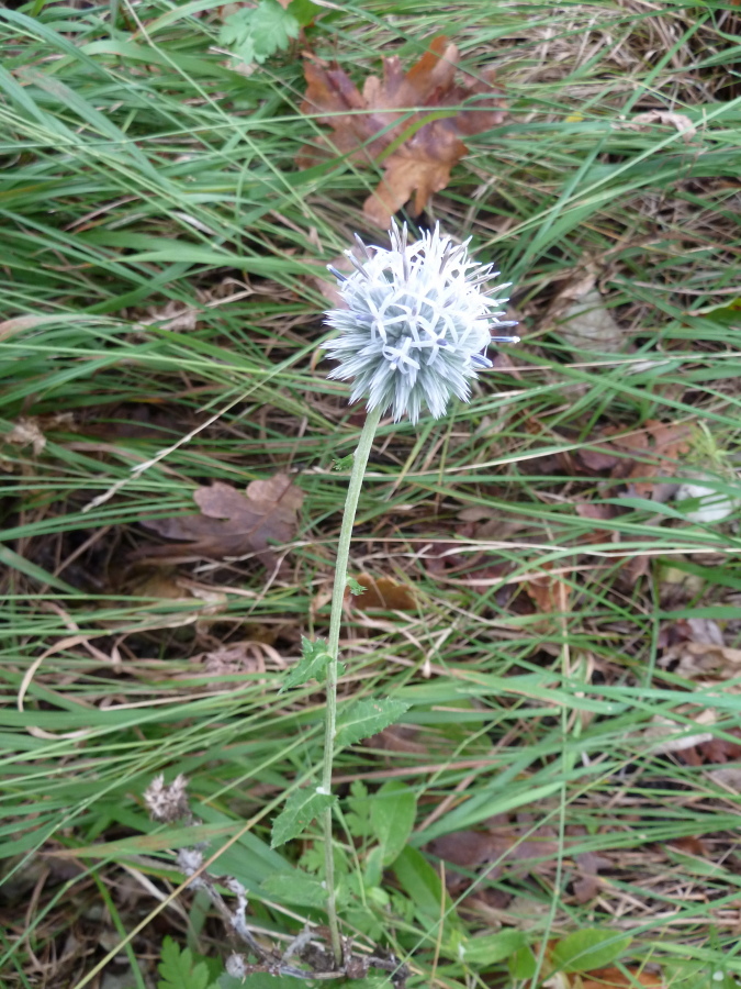 Image of Echinops galaticus specimen.