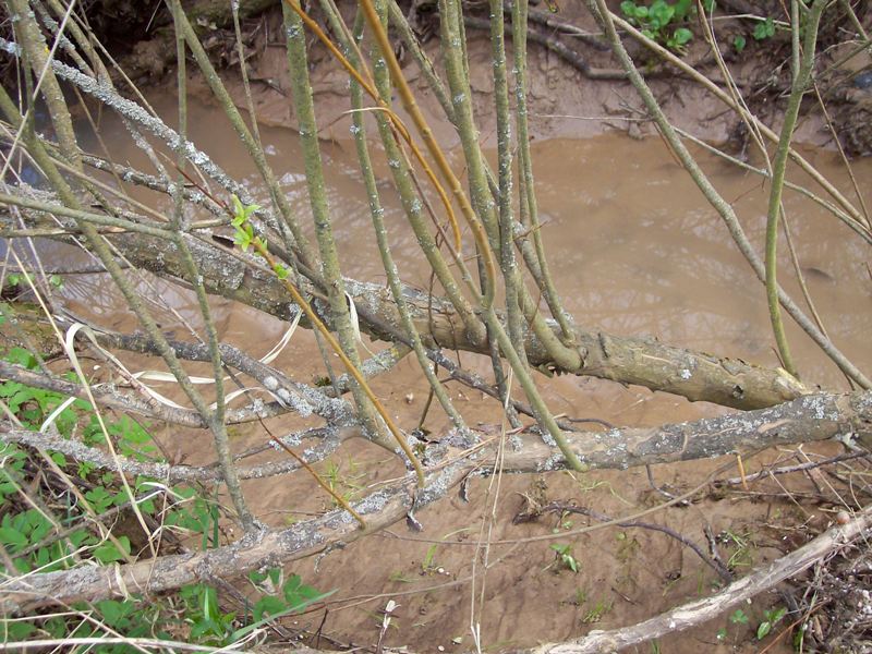 Image of Salix triandra specimen.