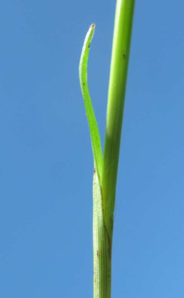 Image of Kyllinga gracillima specimen.